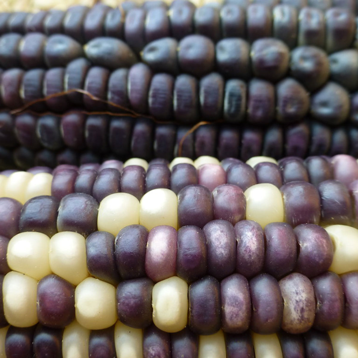 Guarijio-Maiz-Azul%20(1).jpg