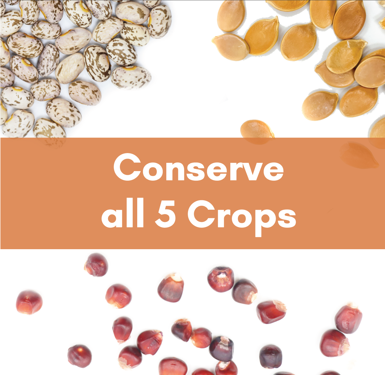 all%205%20crops.png