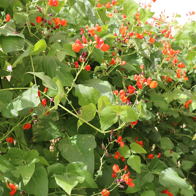 four%20corners%20runner%20bean%20-%20flowers%201200x.jpg