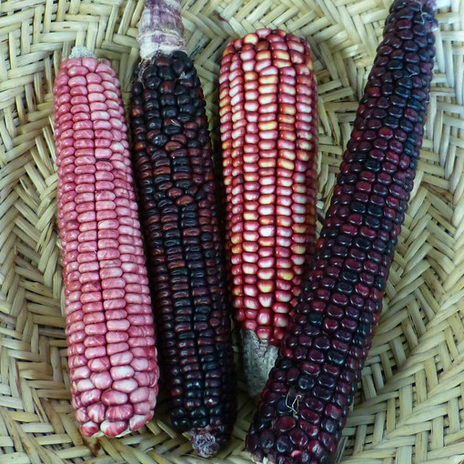 hopi%20pink%20corn%20(1).jpg