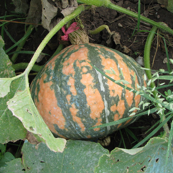 navajo%20orange%20hubbard%20e04-027%20(1).jpg