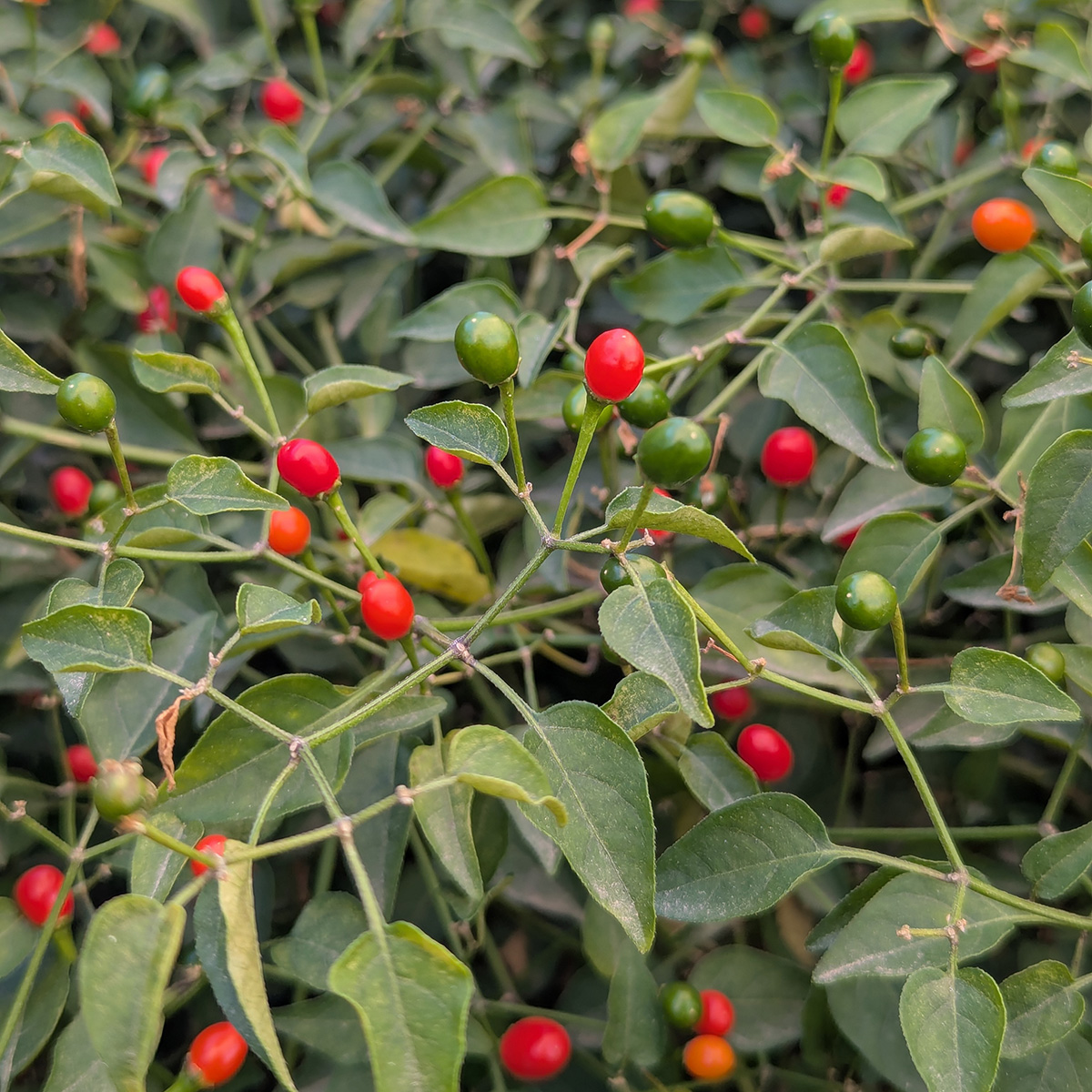 texas%20chiltepin1200x.jpg